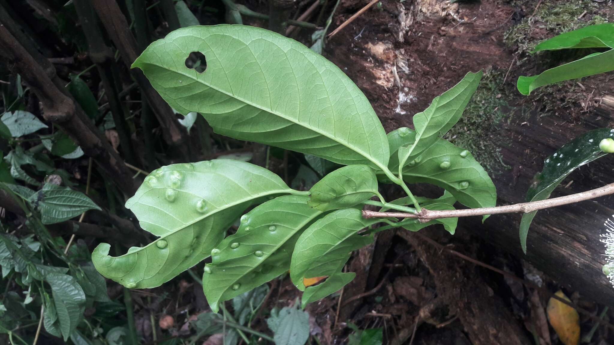 Image of Syzygium kurzii (Duthie) N. P. Balakrishnan