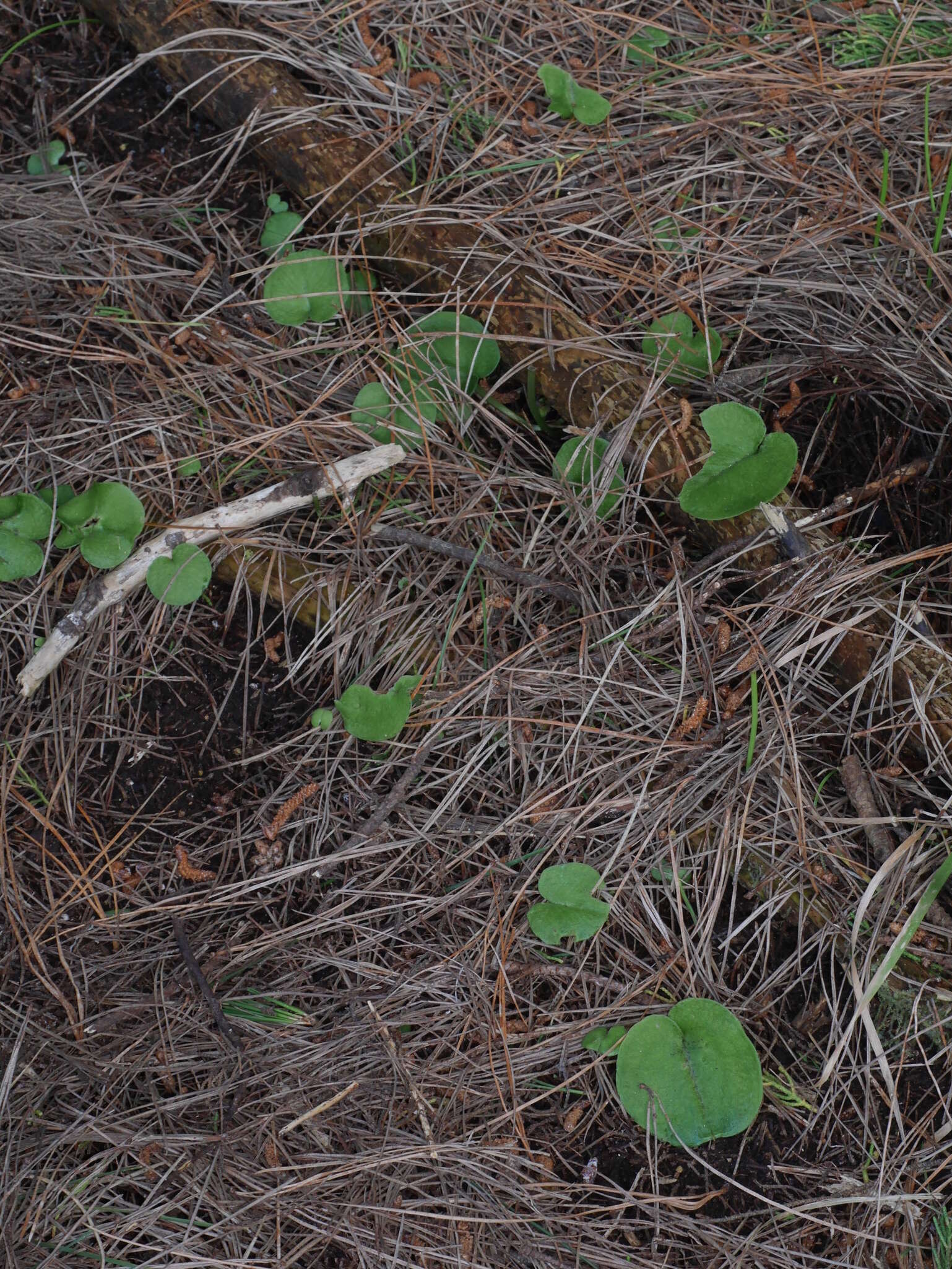 Image of Corybas macranthus (Hook. fil.) Rchb. fil.