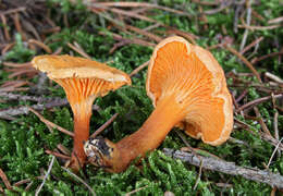 Image of Hygrophoropsis aurantiaca (Wulfen) Maire 1921