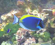 Image of Blue Surgeonfish