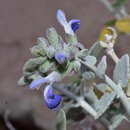 Image of Salvia cedrosensis Greene