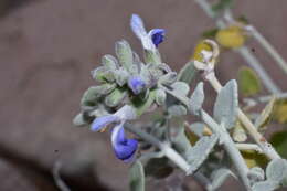 Imagem de Salvia cedrosensis Greene