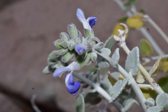 Image of Salvia cedrosensis Greene