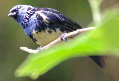 Image of Turquoise Tanager