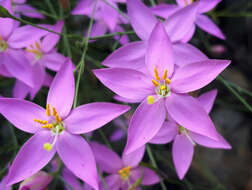 Image of Gyrandra tenuifolia (M. Martens & Galeotti) G. Mansion