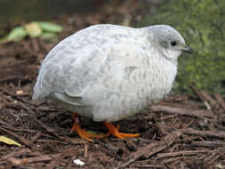 Image of Coturnix chinensis