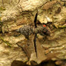 Imagem de Callopistromyia strigula (Loew 1873)