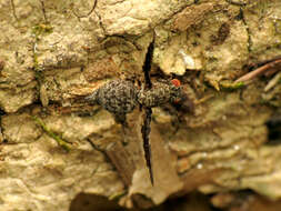 Image of Callopistromyia strigula (Loew 1873)