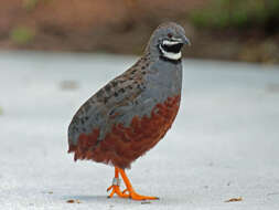 Image of Coturnix chinensis