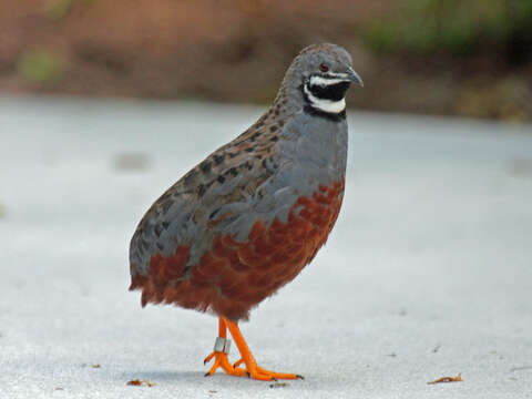 Image of Coturnix chinensis