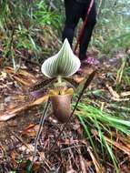 Image de Paphiopedilum ciliolare (Rchb. fil.) Stein