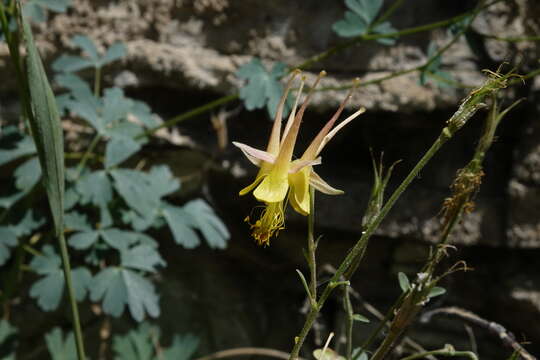 Image of oil shale columbine