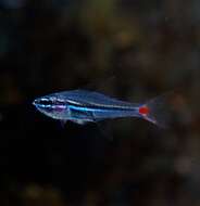 Image of Red-spot cardinalfish