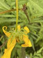 Image of Bidens polylepis S. F. Blake