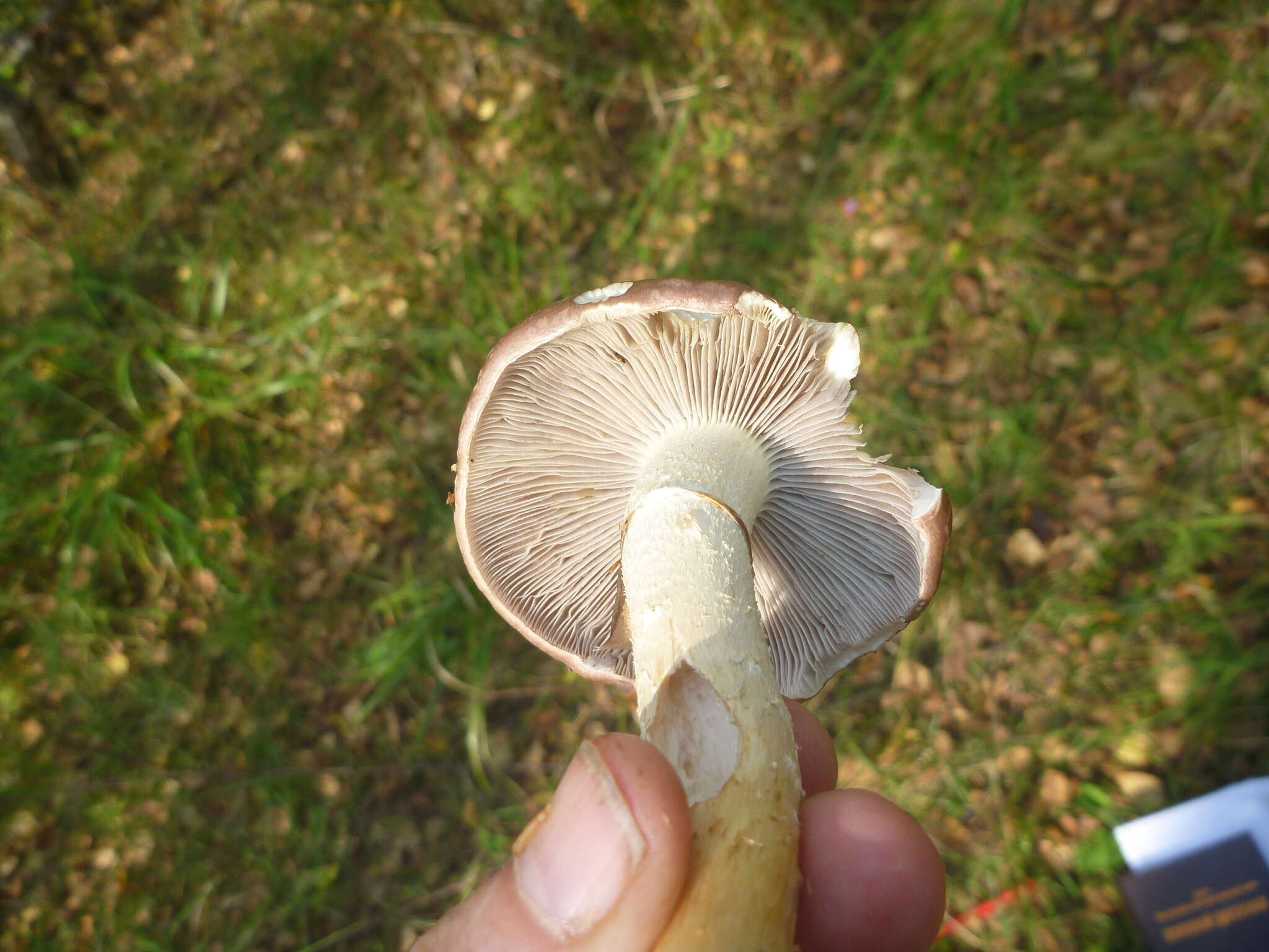 Imagem de Stropharia hornemannii (Fr.) S. Lundell & Nannf. 1934