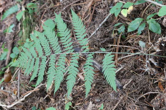 Image of Dryopteris goeringiana (G. Kunze) Koidz.