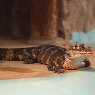 Image of Chinese alligator