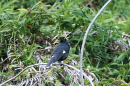 Image of Lord Howe currawong