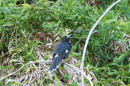 Image of Lord Howe currawong