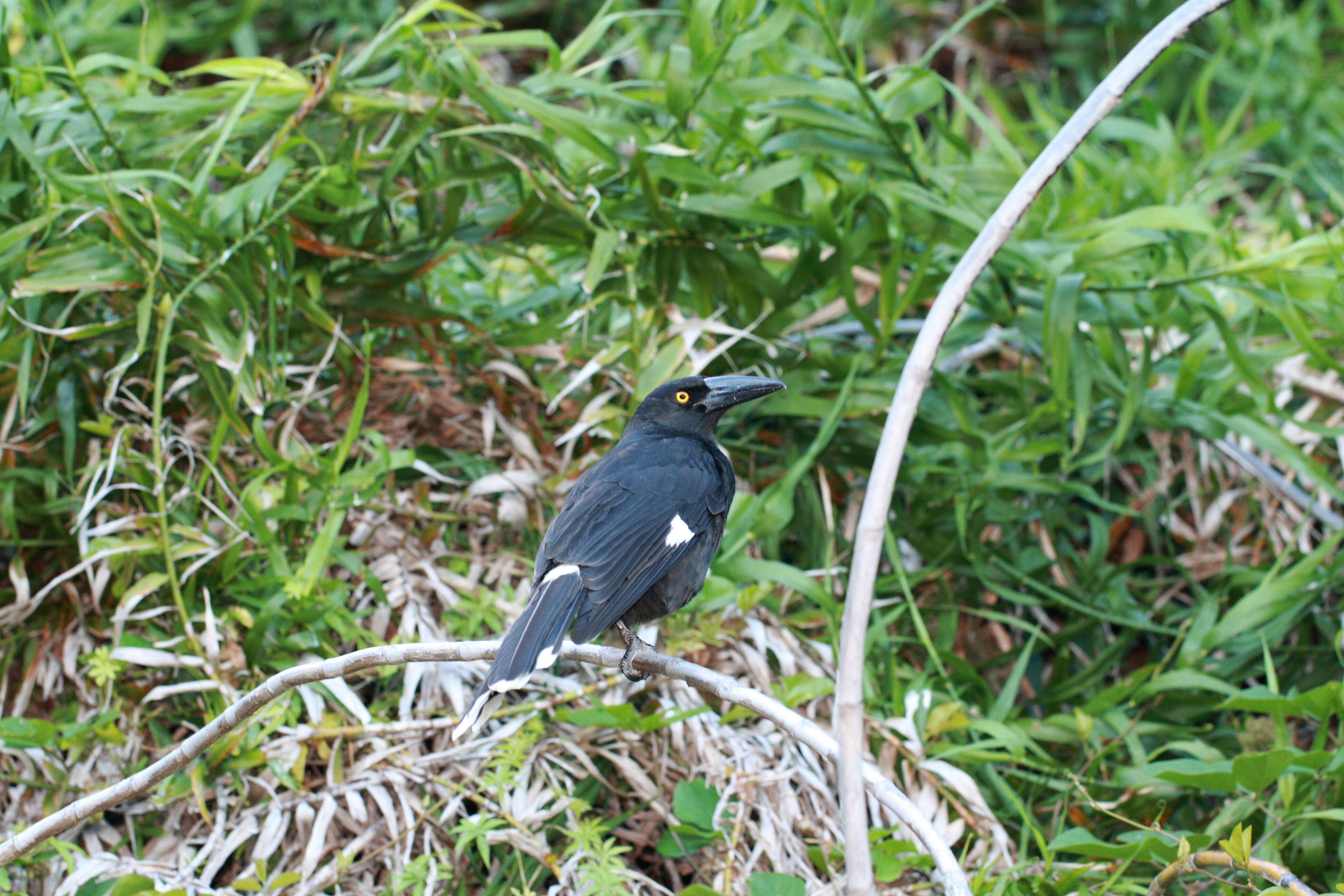 Image of Lord Howe currawong