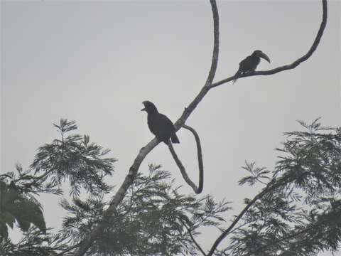 Image of umbrellabird