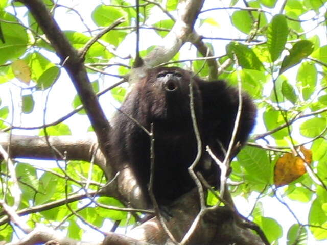 Image of Black Howling Monkey