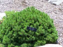 Image of Mountain Pine