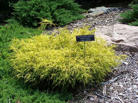 Image of Sawara Cypress