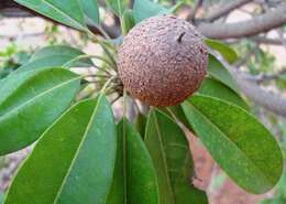 Image of sapodilla