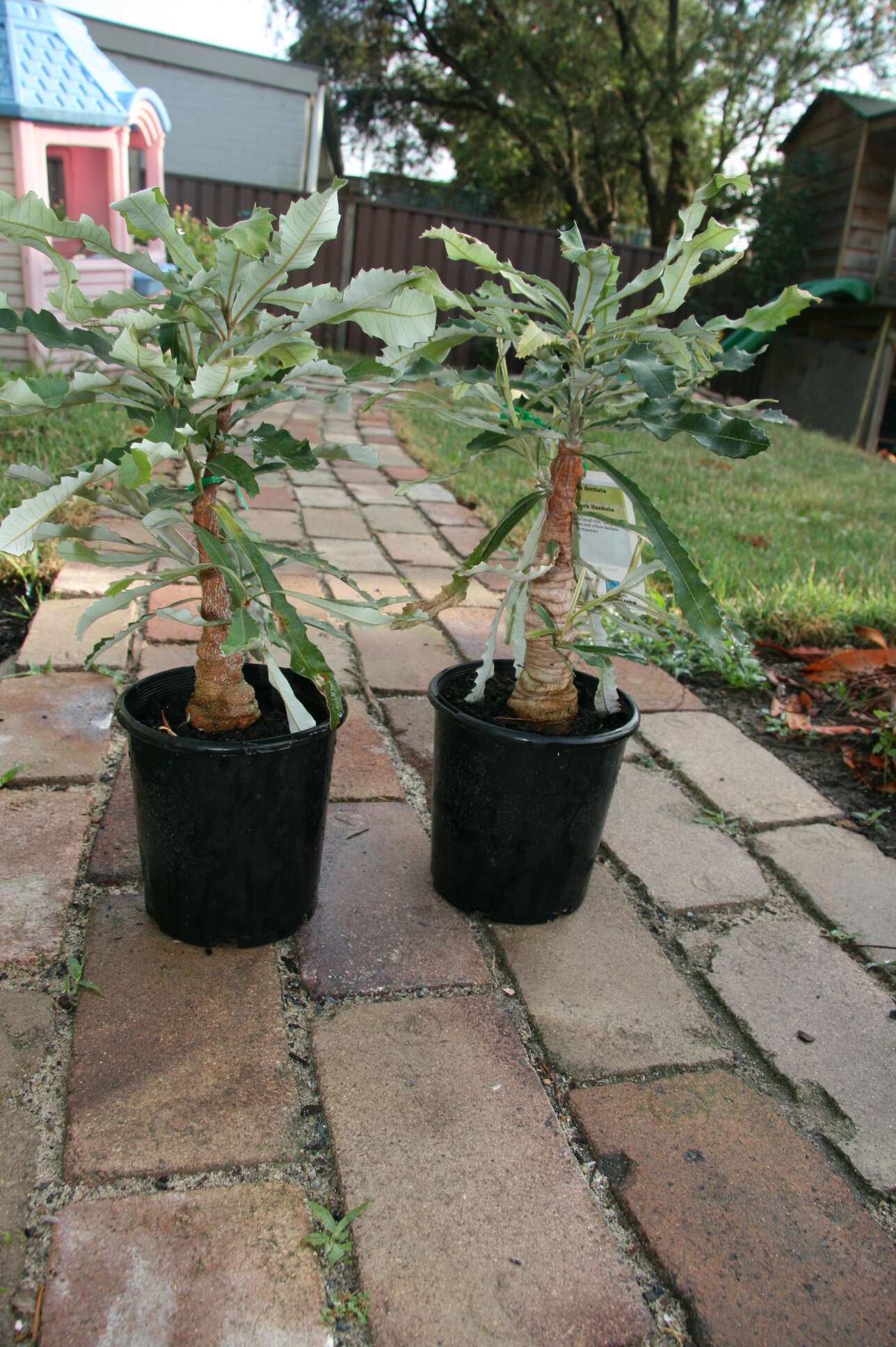 Image of Banksia dentata L. fil.