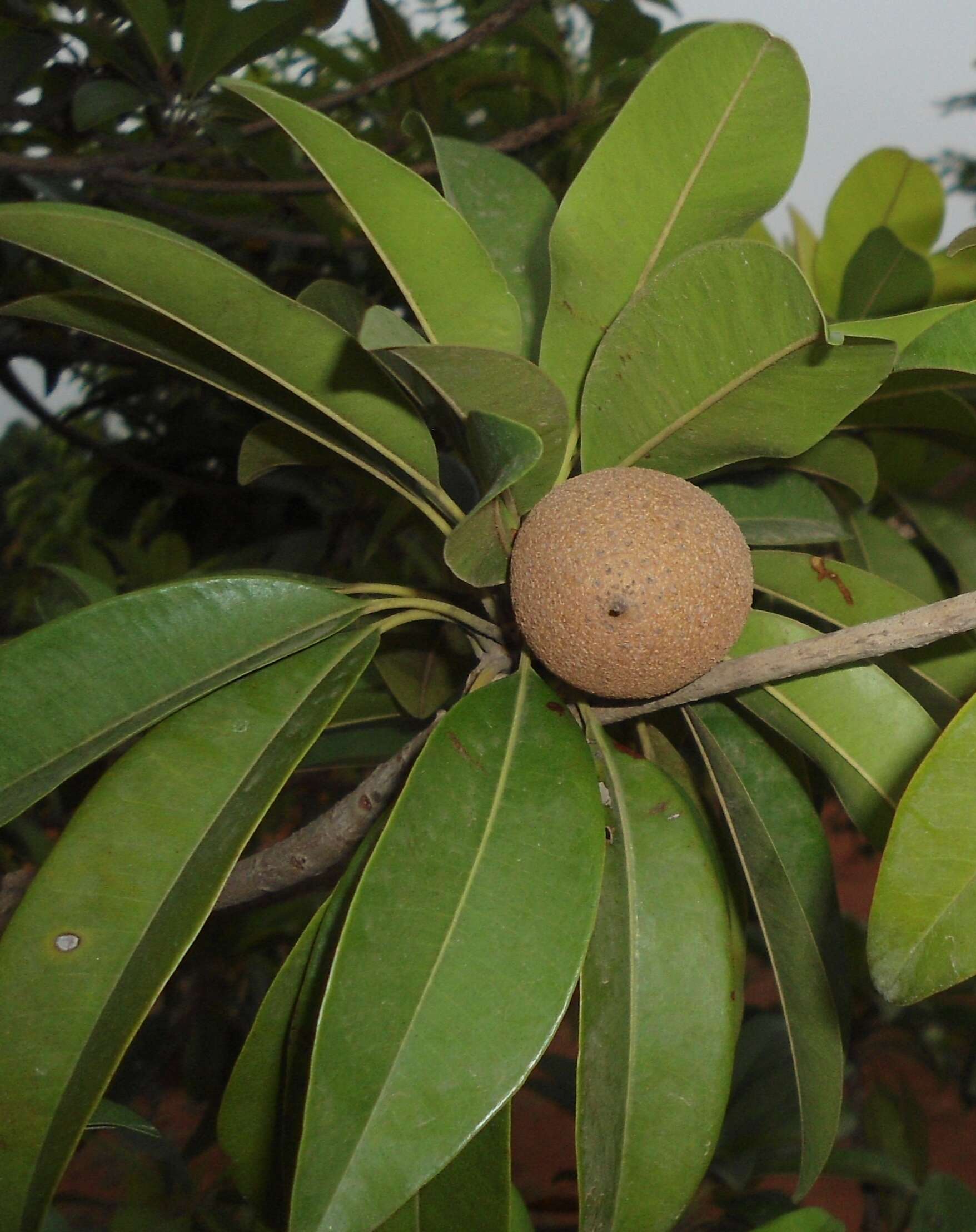 Image of sapodilla