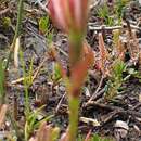 Image of Burnettia cuneata Lindl.