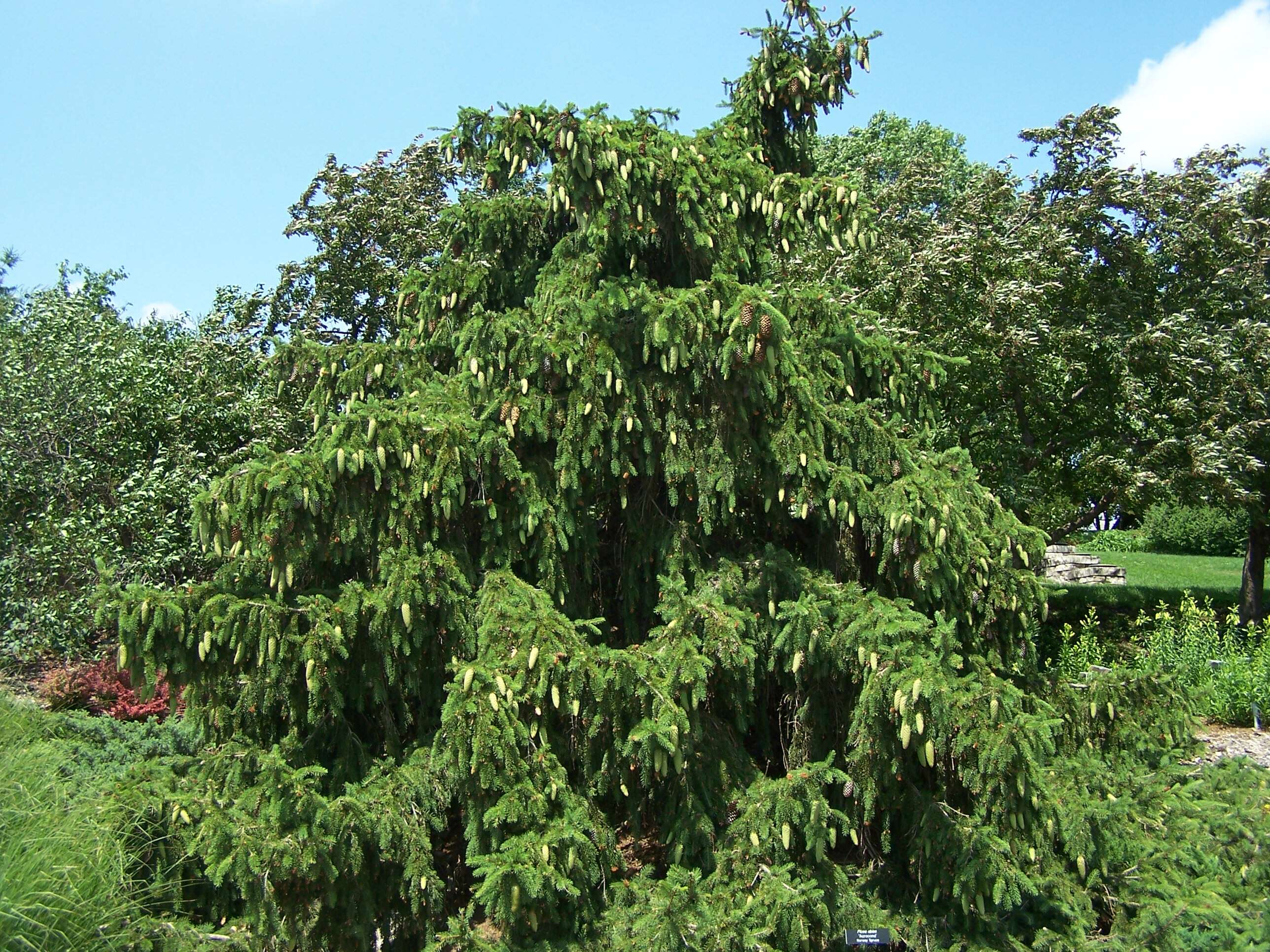 Image of Norway spruce