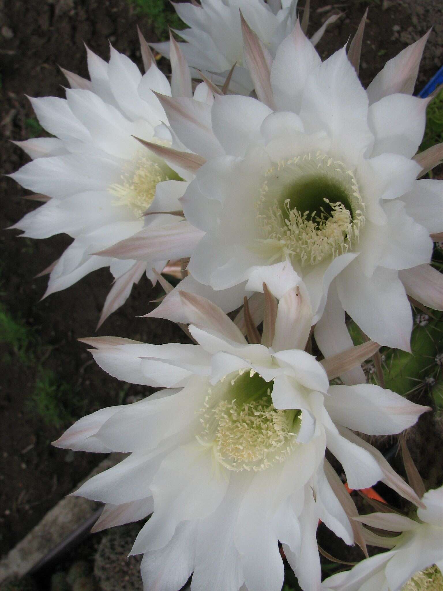 Image of Echinopsis oxygona