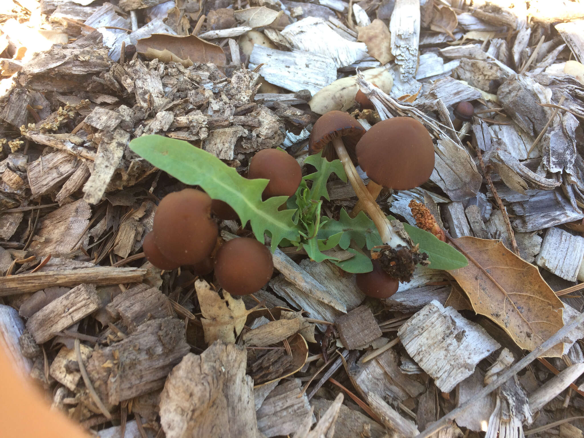 Image de Psathyrella atrospora A. H. Sm. 1972