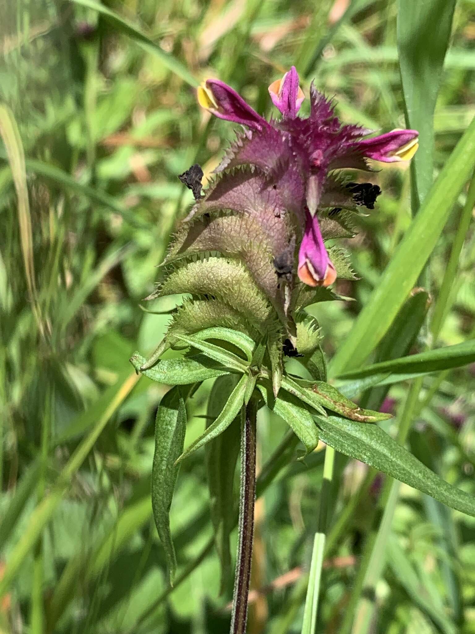 Image of Crested Cow-wheat