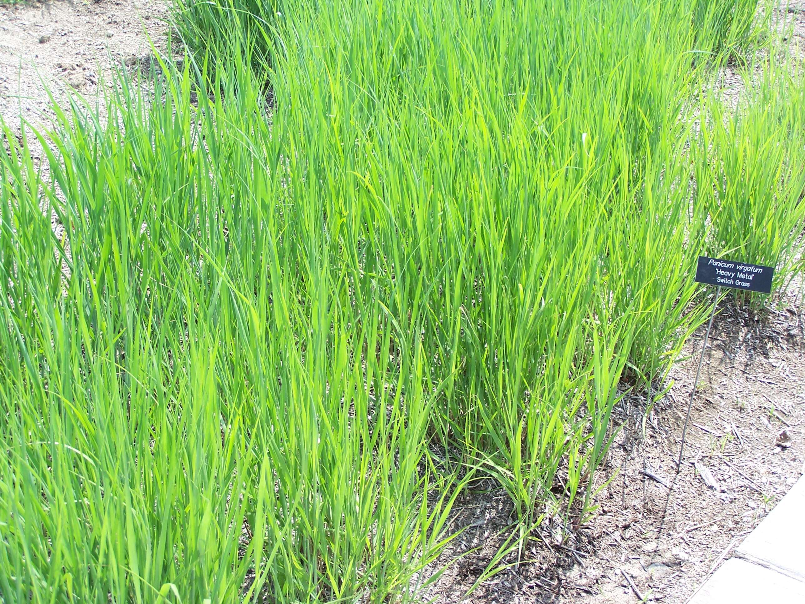 Imagem de Panicum virgatum L.