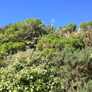 Image of Melicytus lanceolatus Hook. fil.