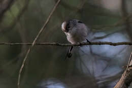 Слика од Aegithalos caudatus major (Radde 1884)