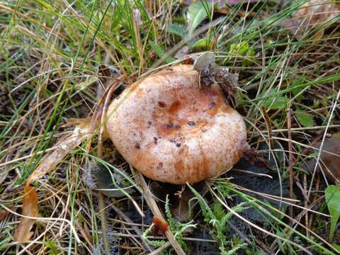 Image of Red Pine Mushroom