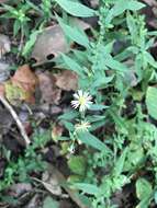 Image of Symphyotrichum ontarionis var. glabratum (Semple) L. Brouillet & D. Bouchard