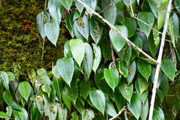 Image of Pleurothallis truncata Lindl.