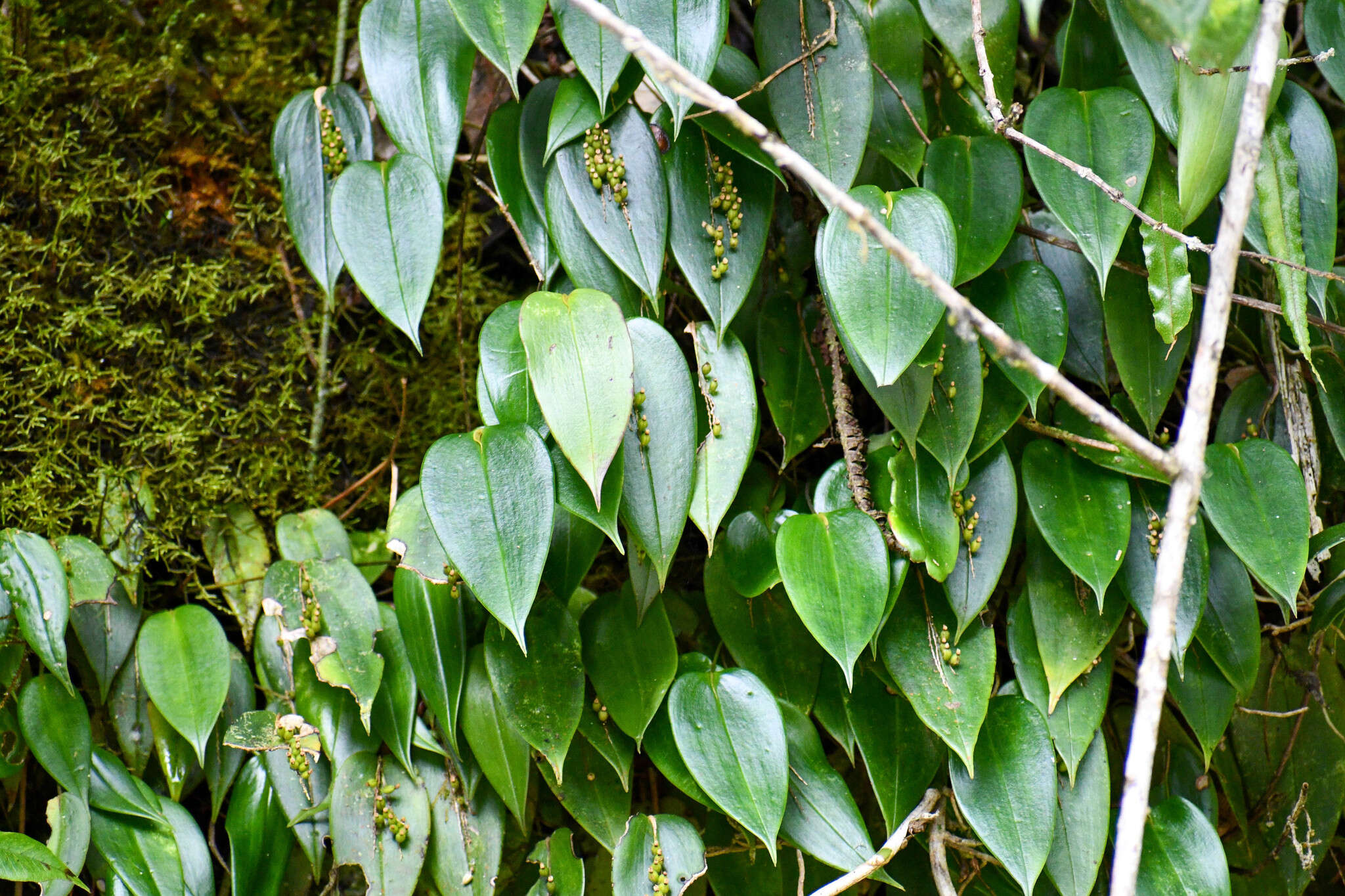 Imagem de Pleurothallis truncata Lindl.