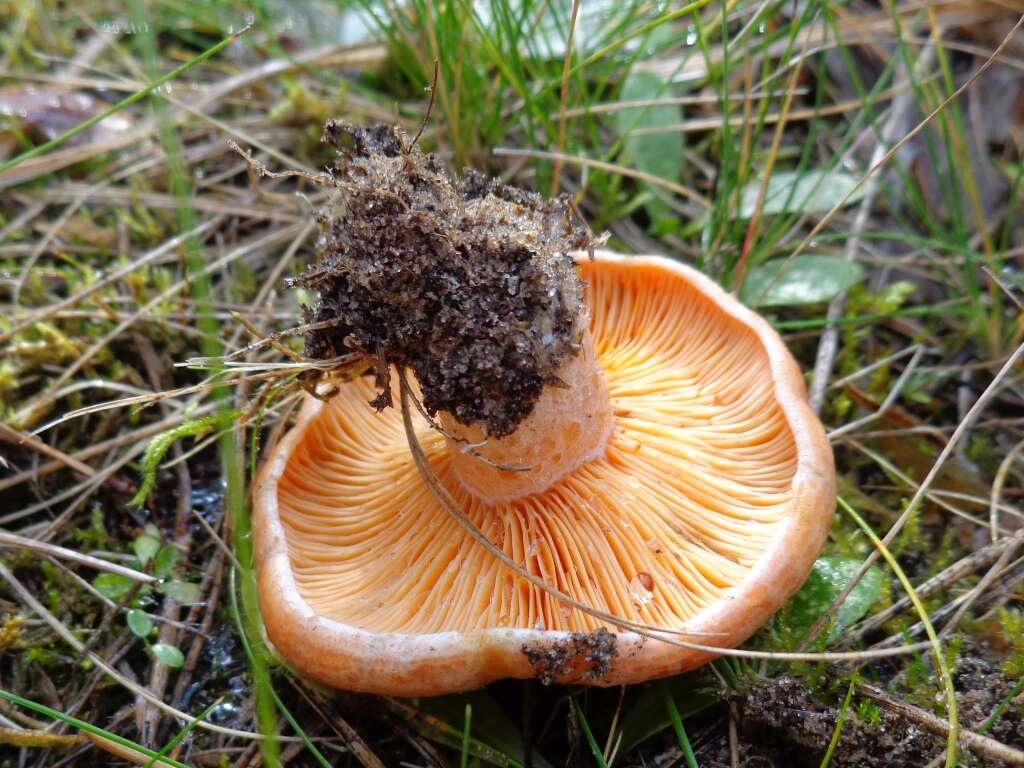 Image of Red Pine Mushroom