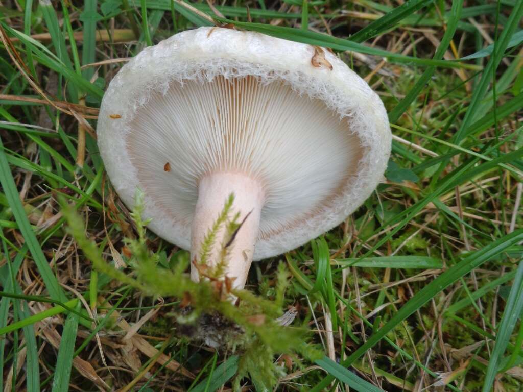 صورة Lactarius pubescens Fr. 1838