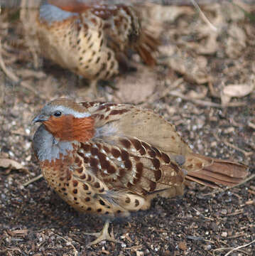 Image of Chinese Bamboo Partridge