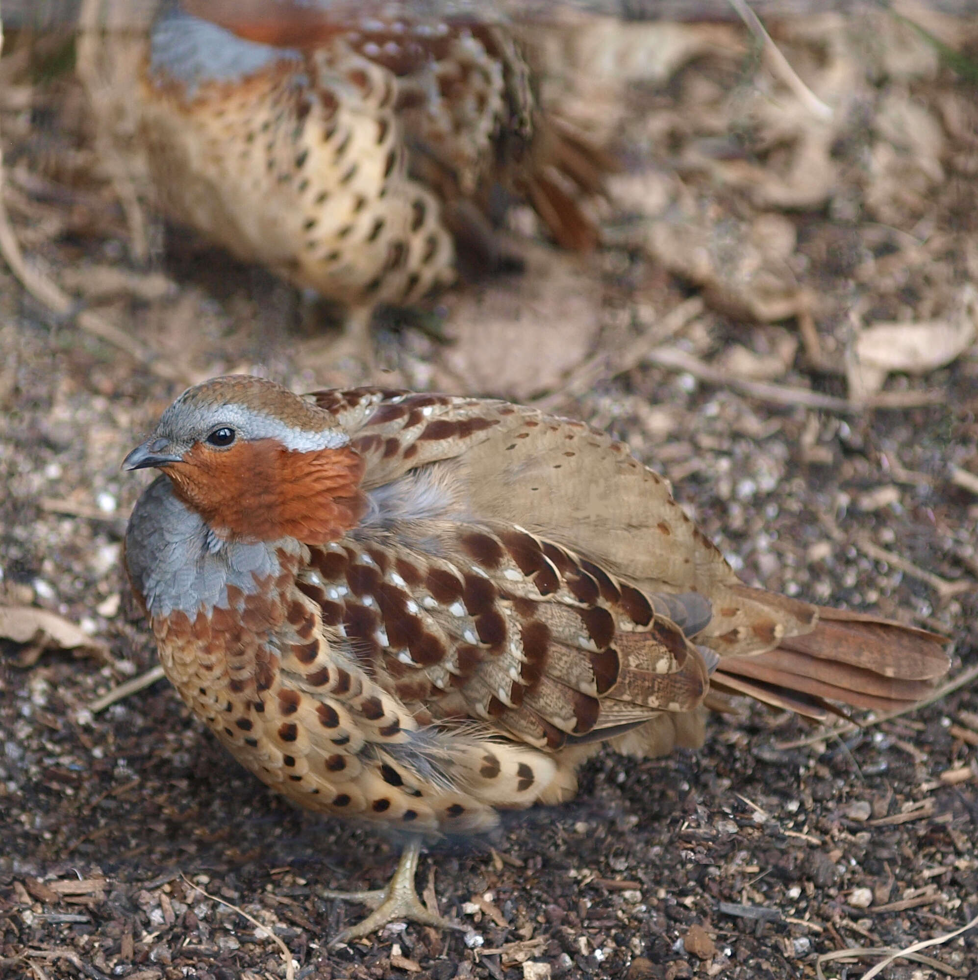 Image of Chinese Bamboo Partridge