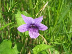 Слика од Viola langsdorfii subsp. sachalinensis W. Becker