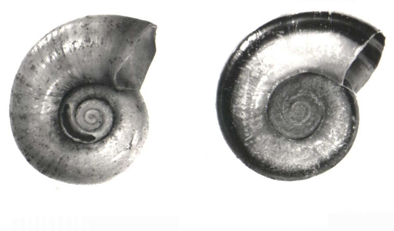 Image of Giant rams-horn snail