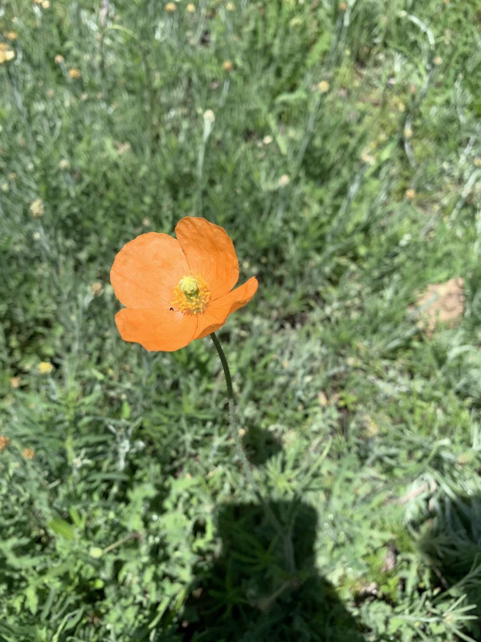 Image of Orange poppy